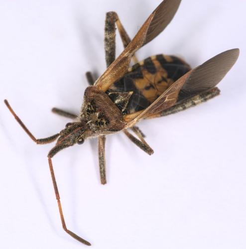 Leptoglossus occidentalis